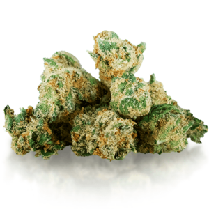 Jack Herer Marijuana Strain