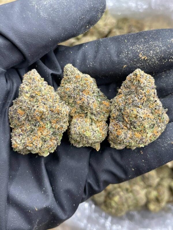 Purple Haze marijuana