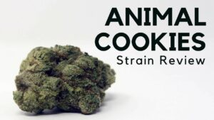 animal cookies strain