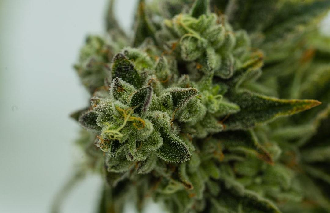 Cannabis plant macro shot.Online weed dispensary